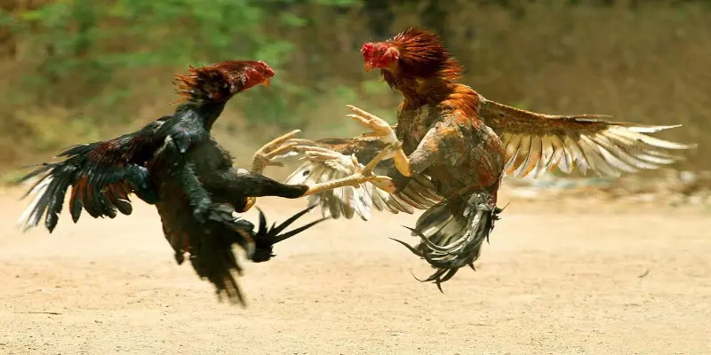 cockfighting